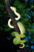 Serpent