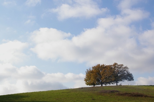 Un arbre sur la colline