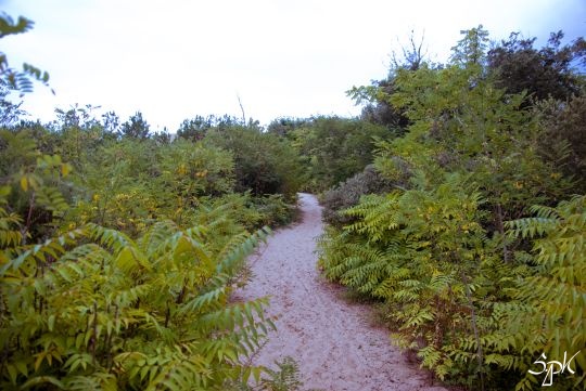 Un petit chemin